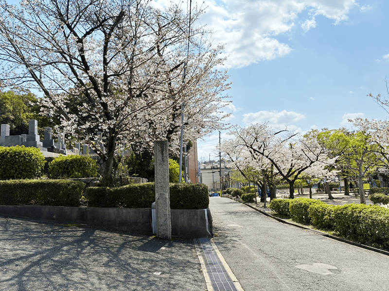 桜写真01