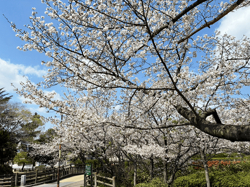 桜写真02